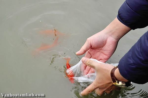 Phóng sinh như thế nào cho đúng, cho ý nghĩa?