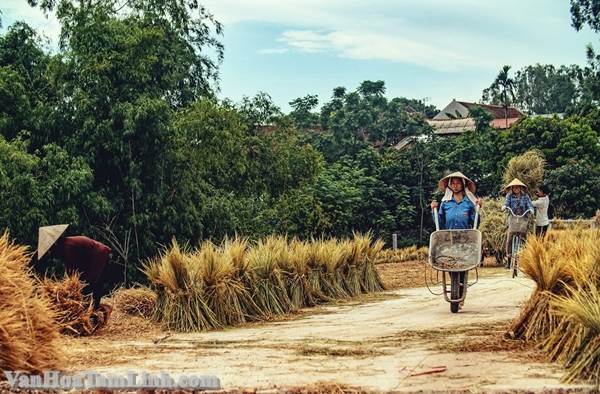 Cảnh đồng quê mùa lúa chín ở miền Bắc Việt Nam