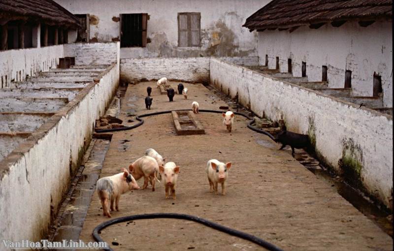 Quang cảnh làng Yên Sở - ngoại ô Hà Nội năm 1980